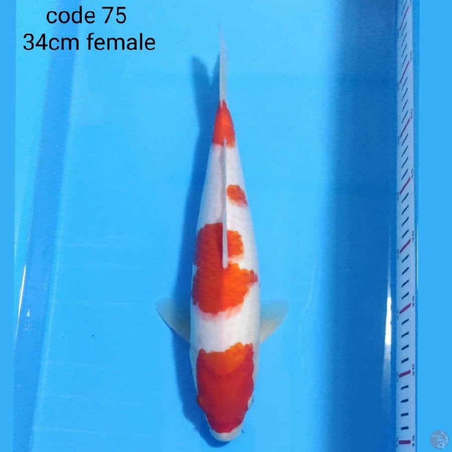 kohaku 34cm female