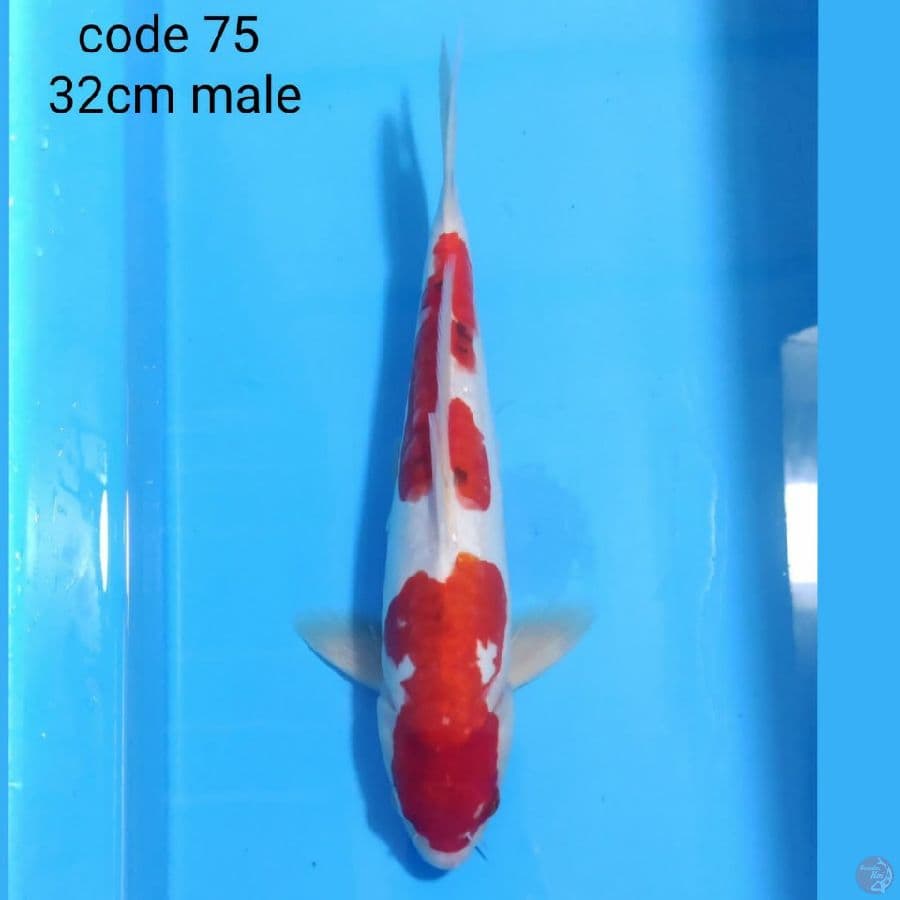 doitsu sanke 32cm male