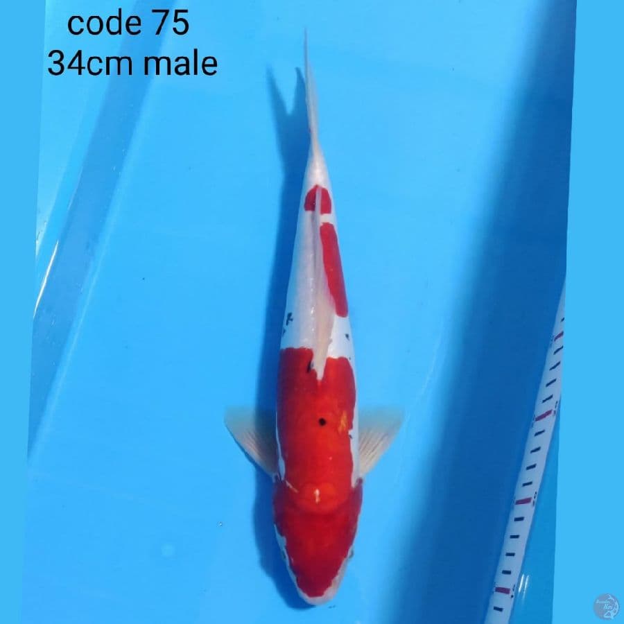 doitsu sanke merah 34cm male