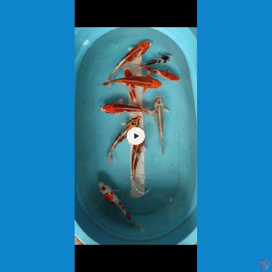 PAKET HEMAT 19 - 27 cm - ARIAKA KOI FARM