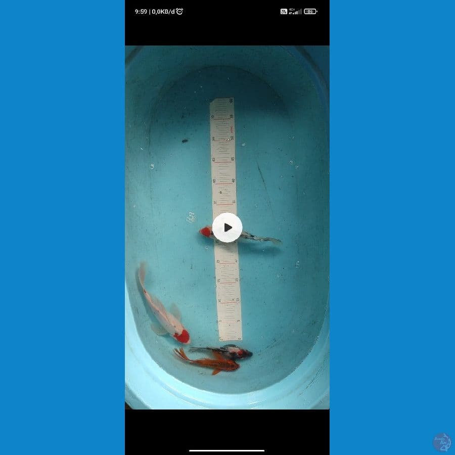 PAKET HEMAT 17 - 26 cm - ARIAKA KOI FARM