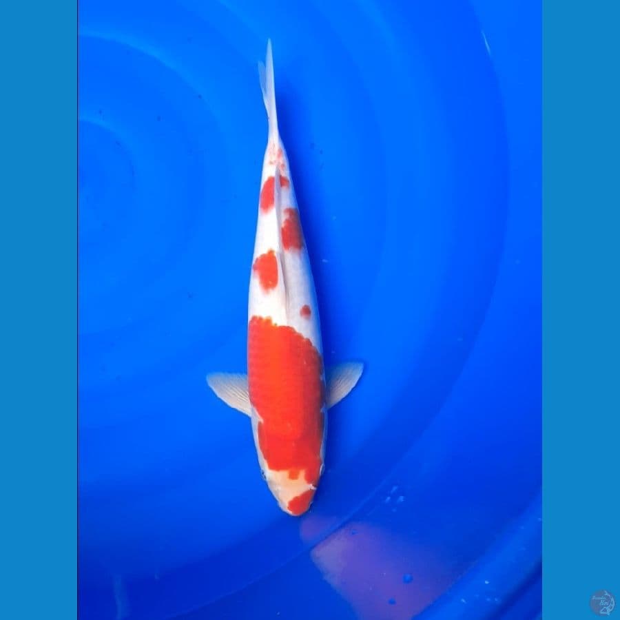 kohaku 40cm