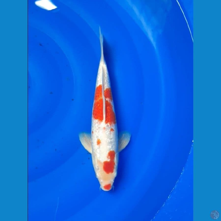 ginrin kohaku 30cm
