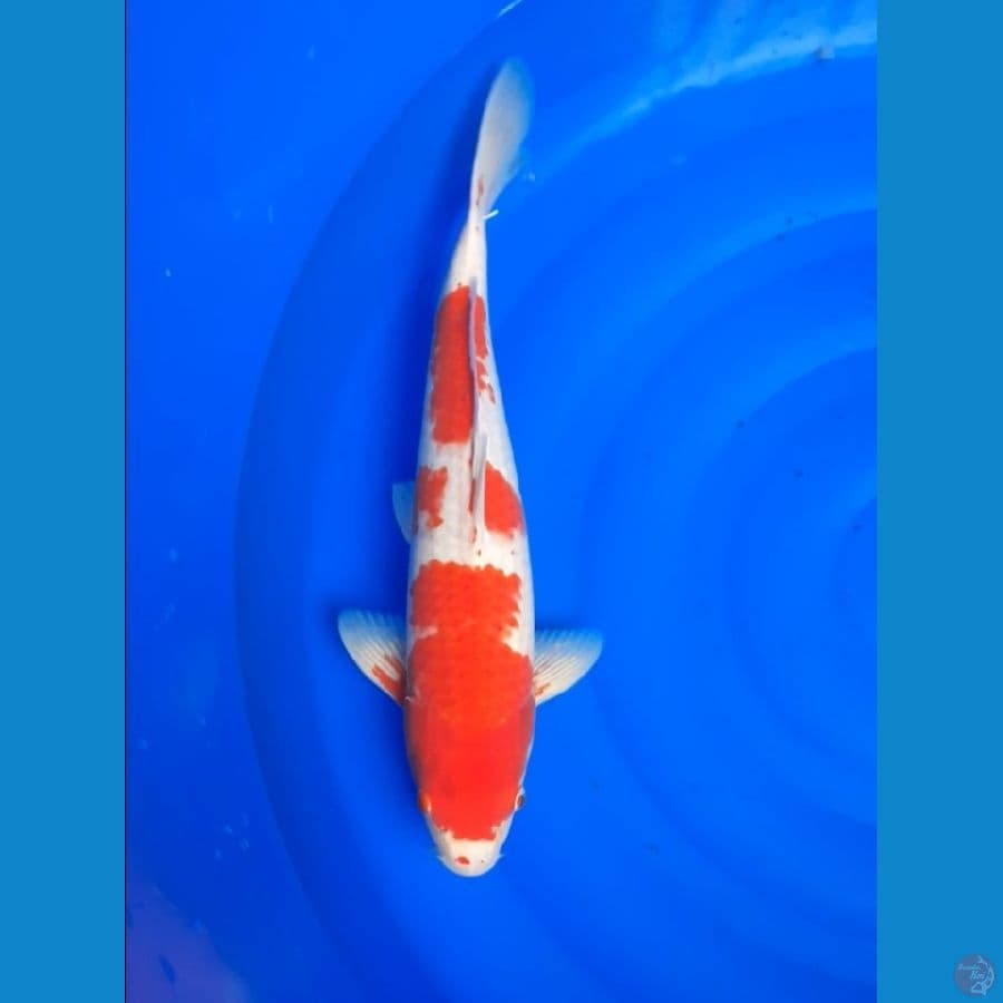 kohaku 40cm