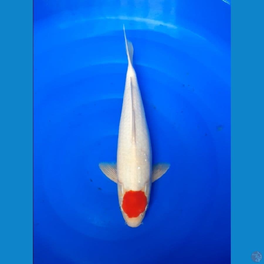 tancho kohaku 37cm