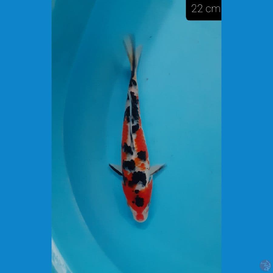 *SANKE 22 CM *