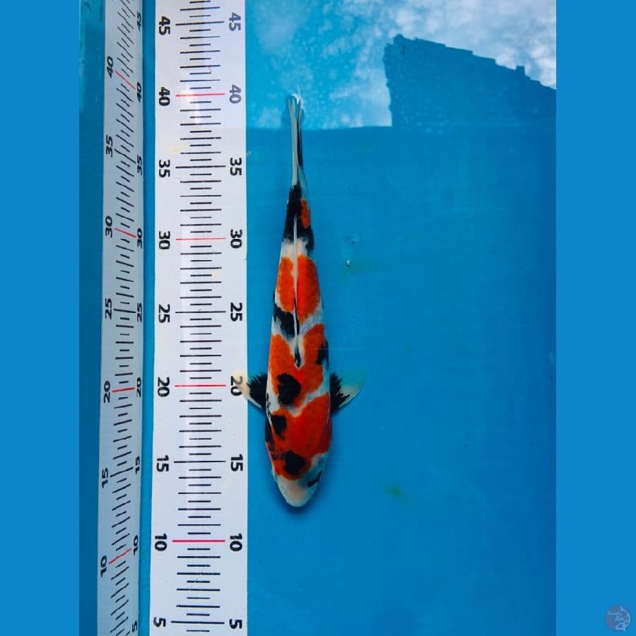 SHOWA 27cm MALE