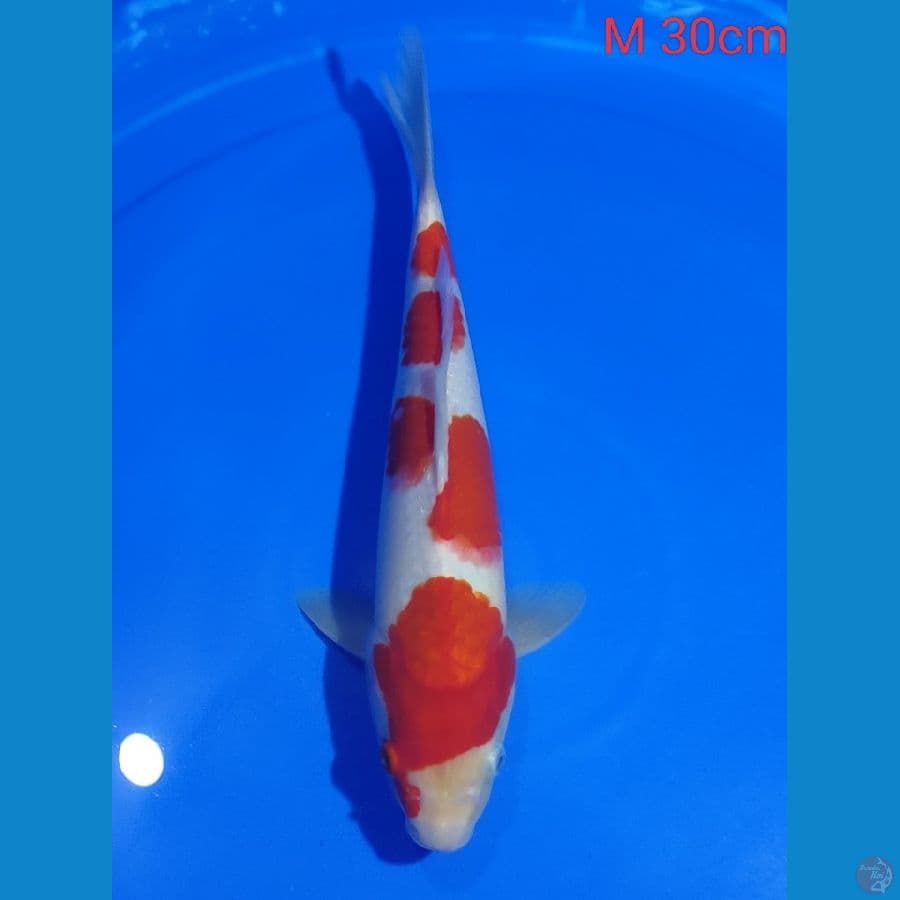 Kohaku male 30cm