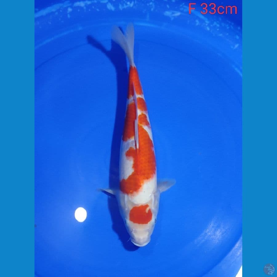 Maruten Kohaku 33cm
