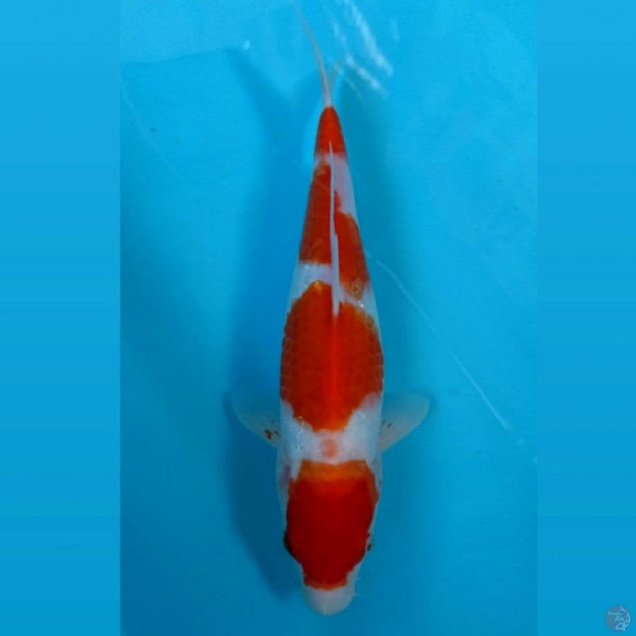 kohaku, 28 cm