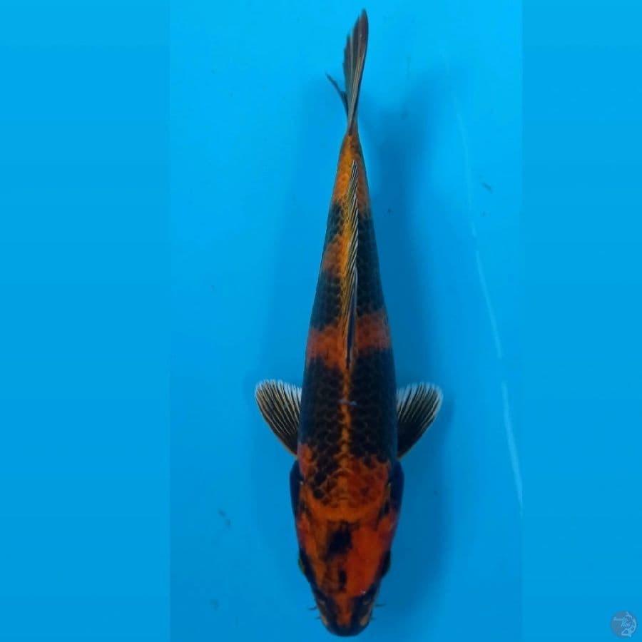 kin utsuri, 22 cm