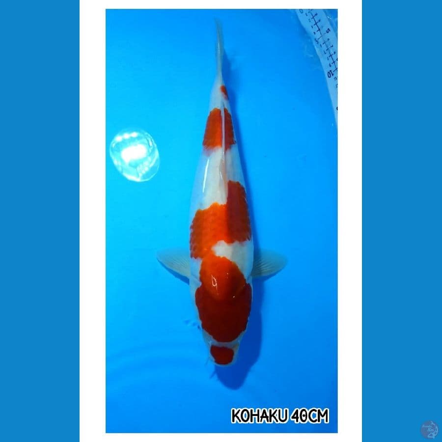 Kohaku 40CM
