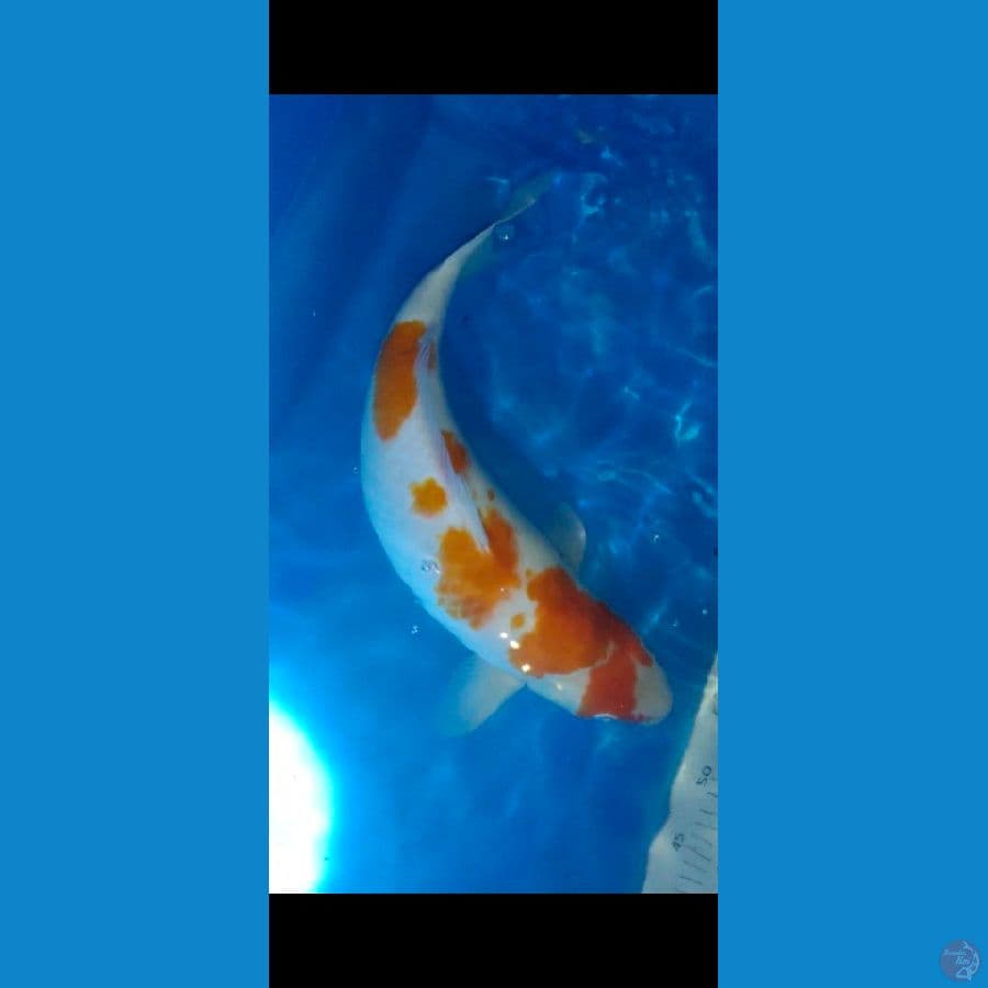 jumbo tosai 50CM