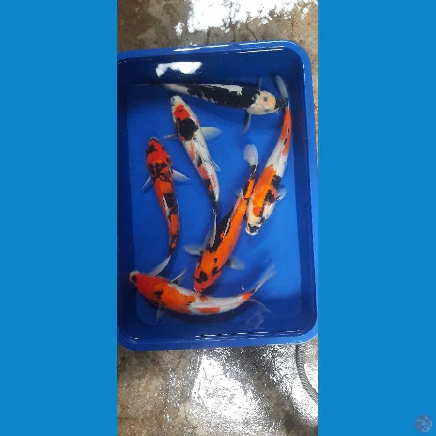 1shiro 5showa 35cm muraaahh