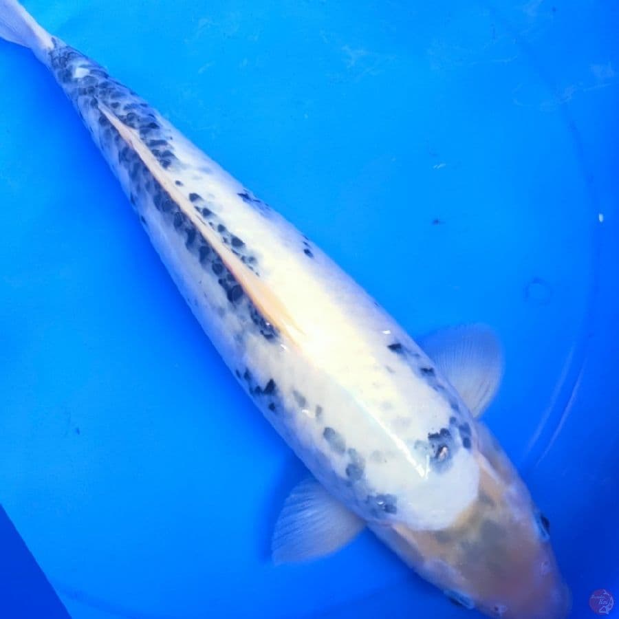 MATSUKAWABAKE 49CM