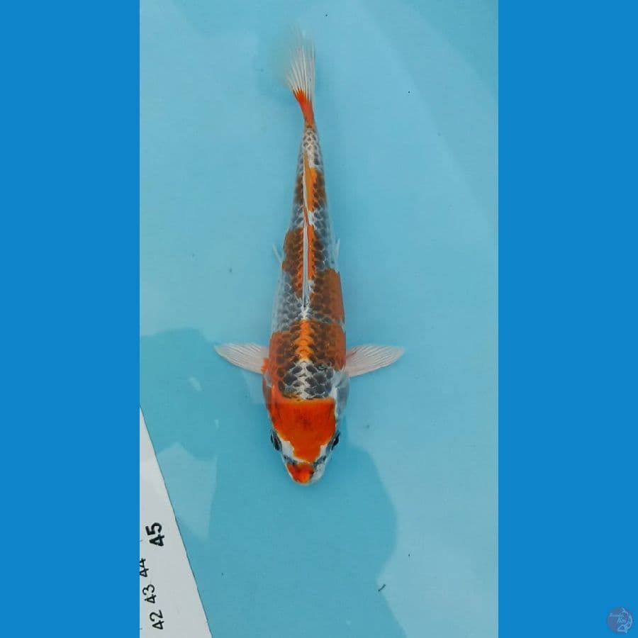 KUJAKU ~ 19CM