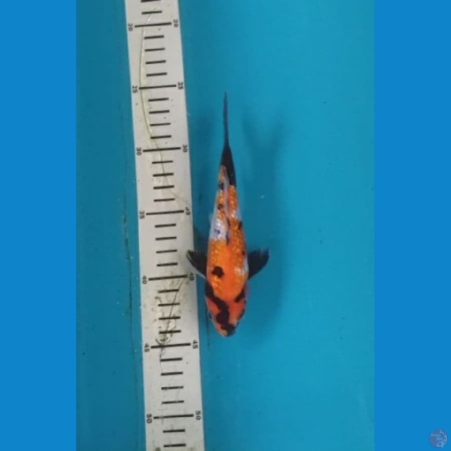 Showa ginrin 17 cm