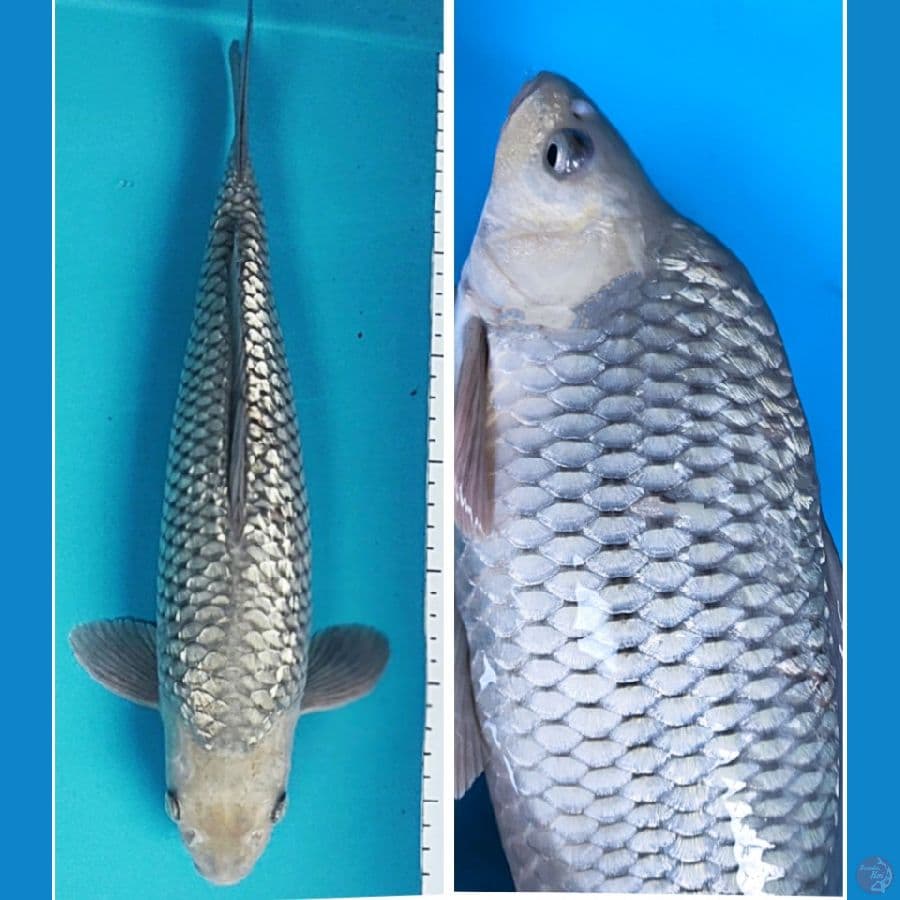 soragin punuk 37cm male