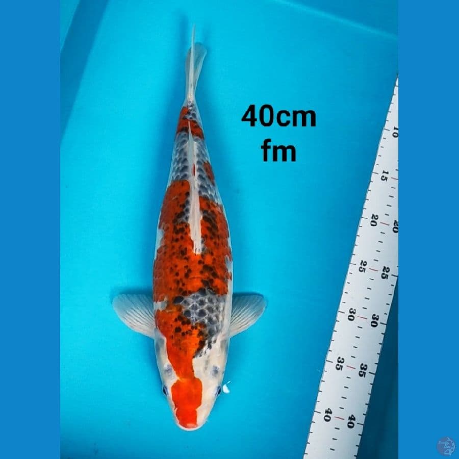 goshiki 40cm body jumbo