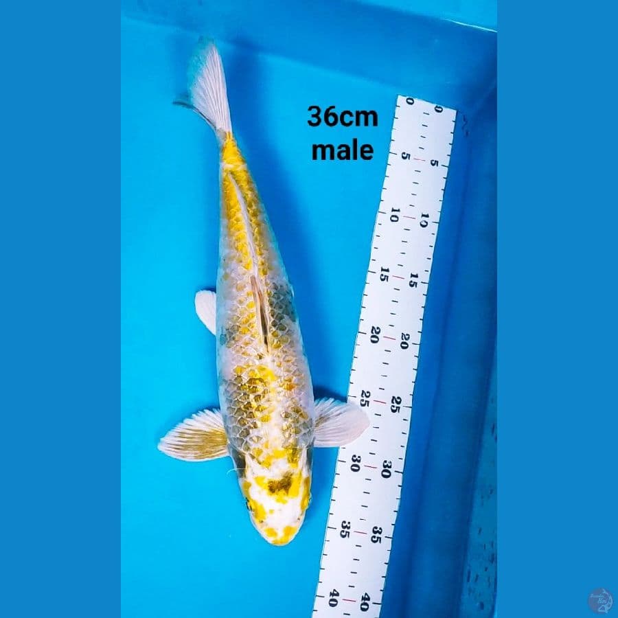 kin showa ginrin 36cm male body jos