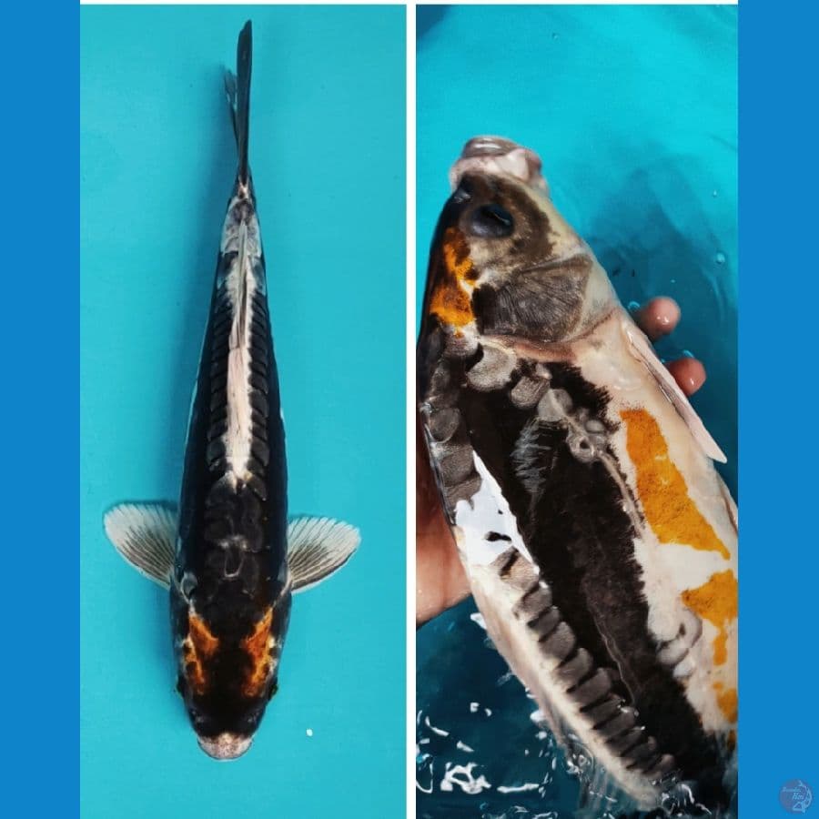 antik kawari 34cm male