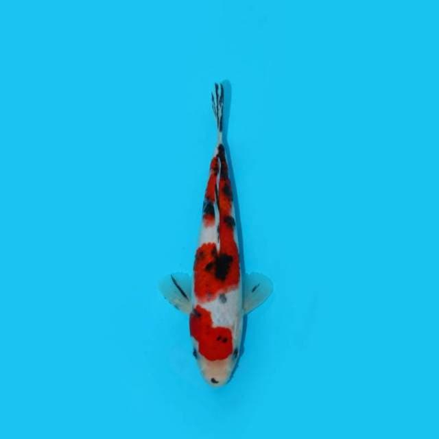 22 cm - SANKE