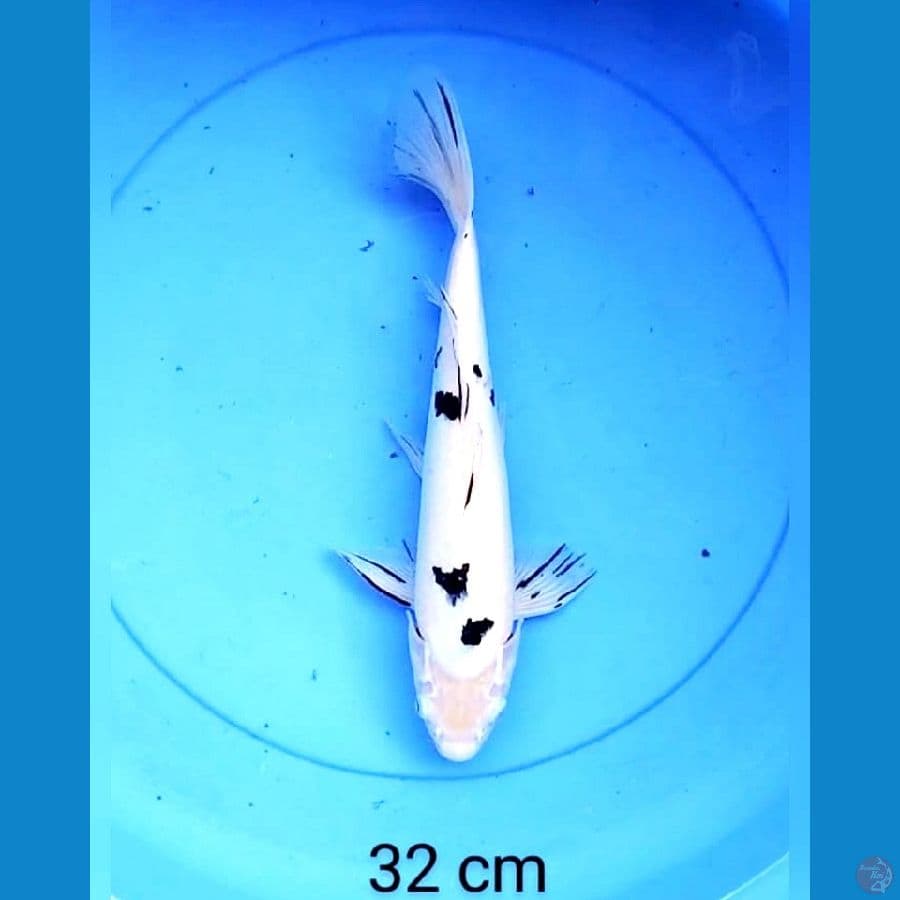 Beko male 32 cm