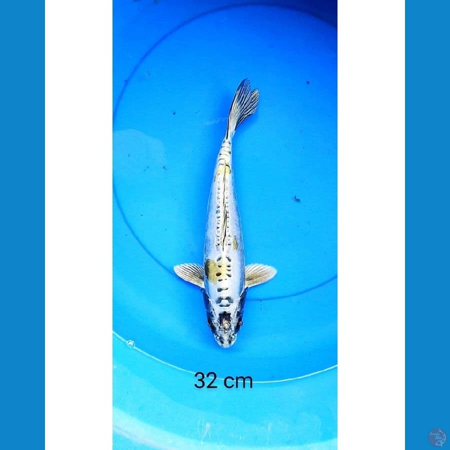 Antikan male 32 cm