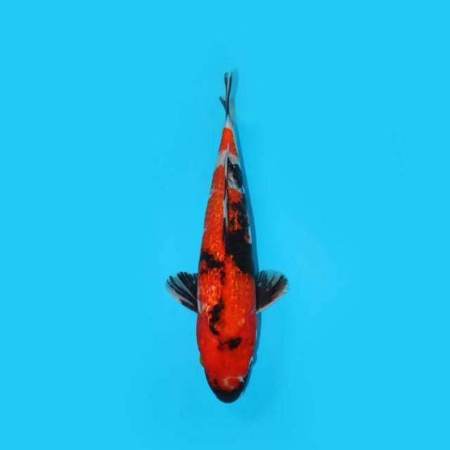 32 cm - SHOGIN