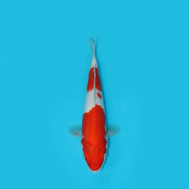 29 cm - MENKABURI KOHAKU