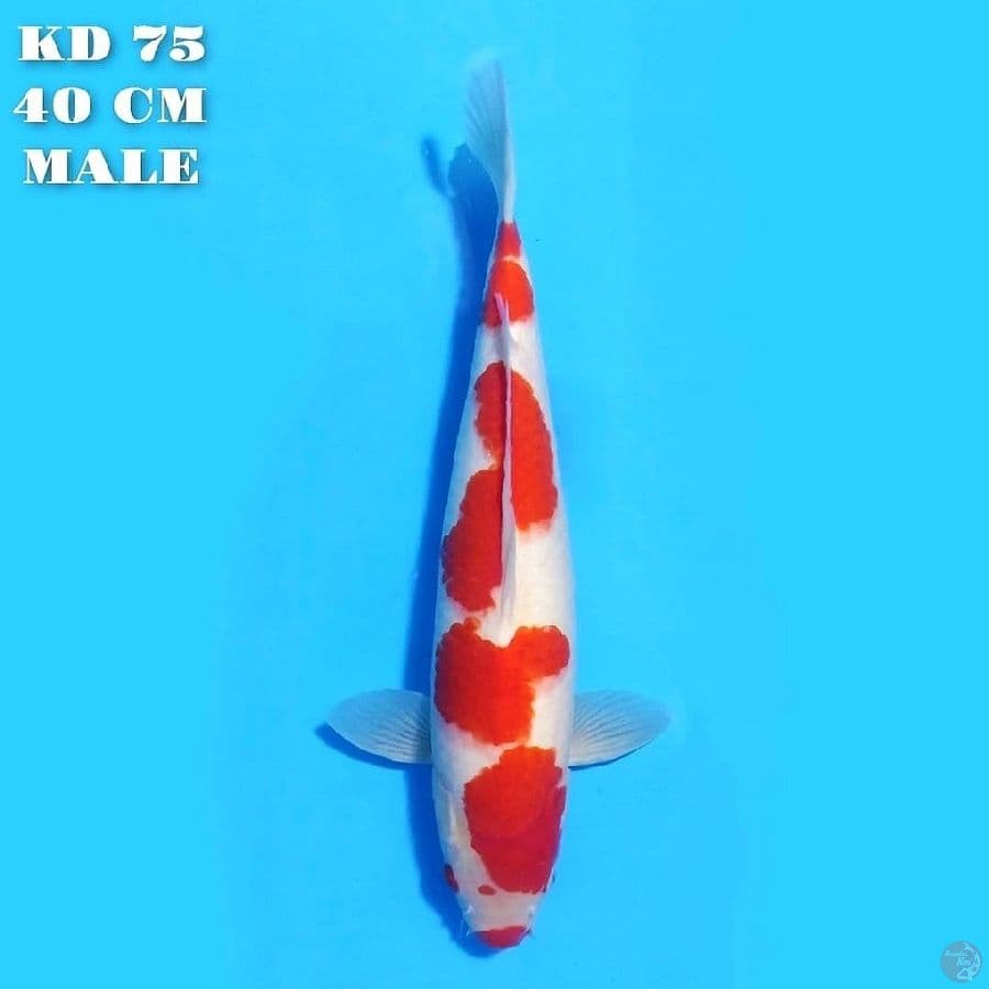 KOHAKU ORIGINAL PATTERN