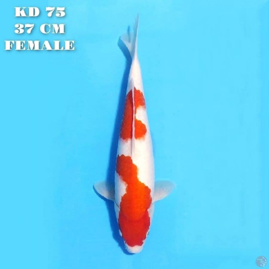 KOHAKU 2 STEP SIMPEL ORIGINAL