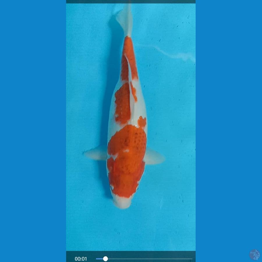 ai koromo 38 cm