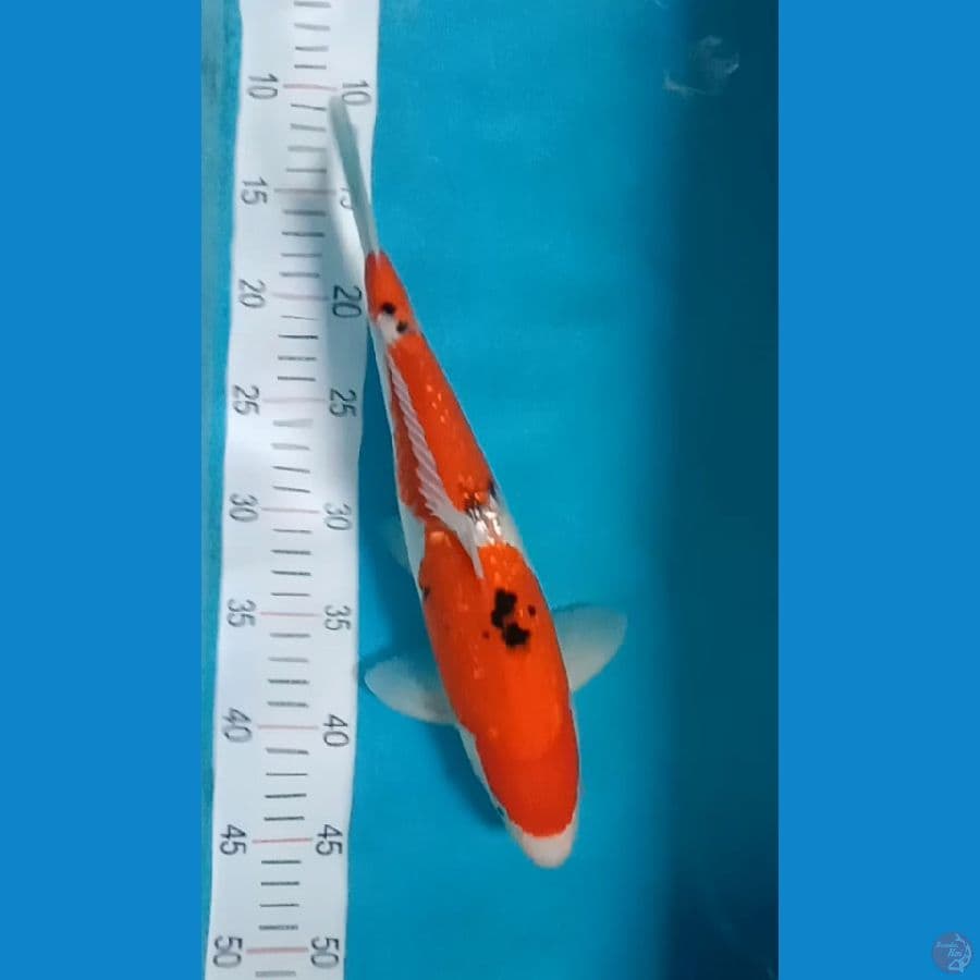 sanke ginrin 36 cm