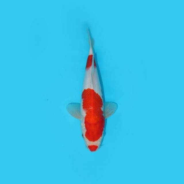 29 cm - KUCHIBENI