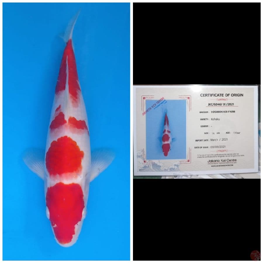 Hoshikin Kohaku