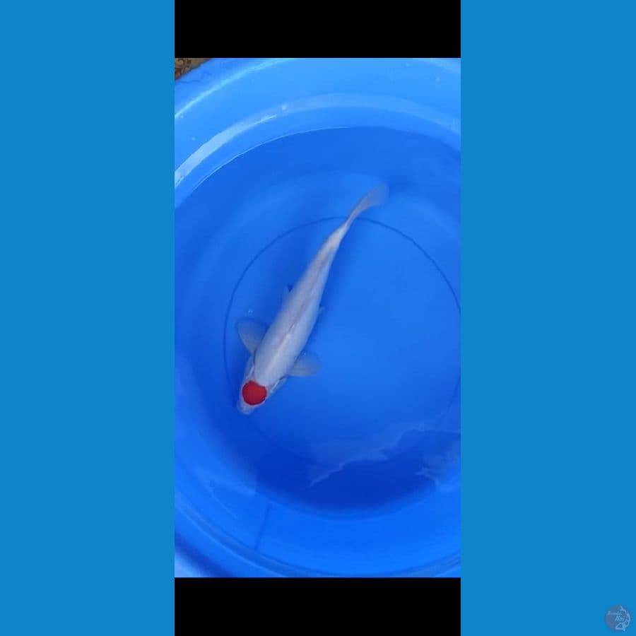 tancho kohaku original