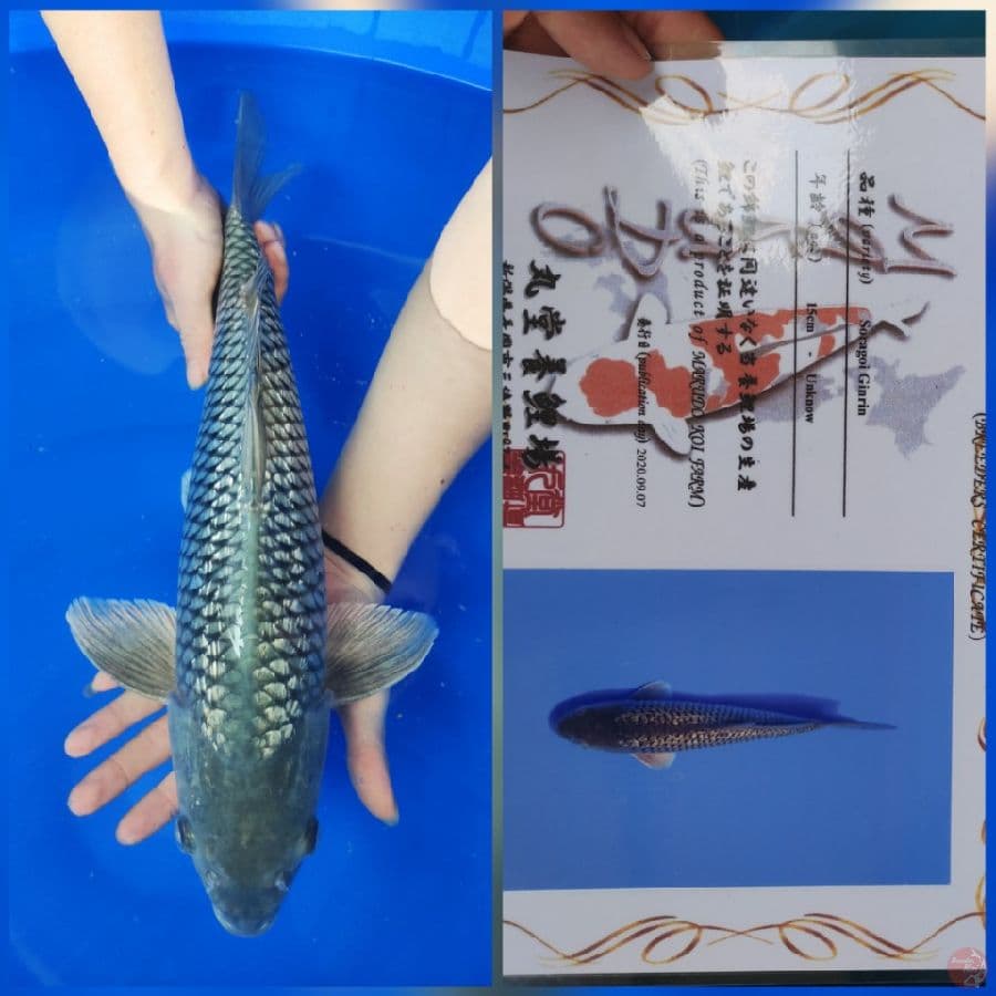 Soragoi ginrin 48cm