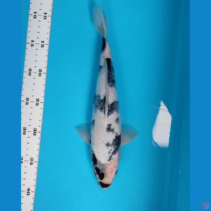 SHIRO 30 CM FEMALE
