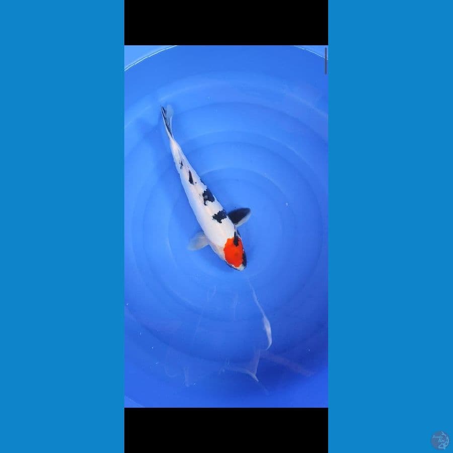 tancho showa doit female 31cm