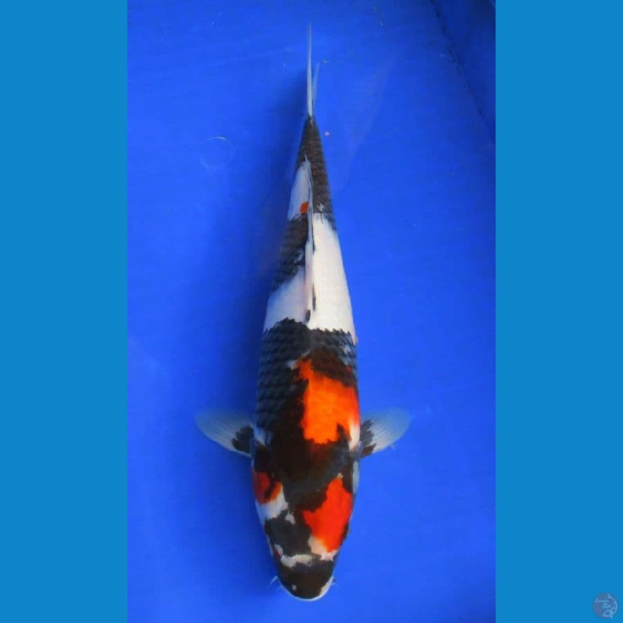 showa sansoku ±38cm