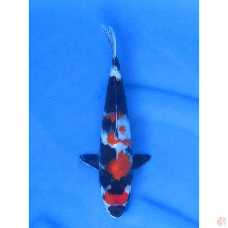 22cm , Showa Tategoi -Male