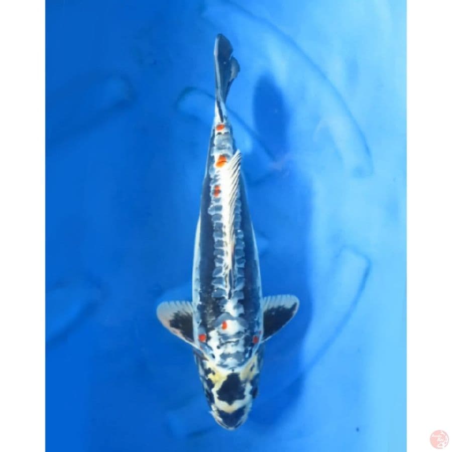 47cm , Kinkikoryu Jumbo - Male