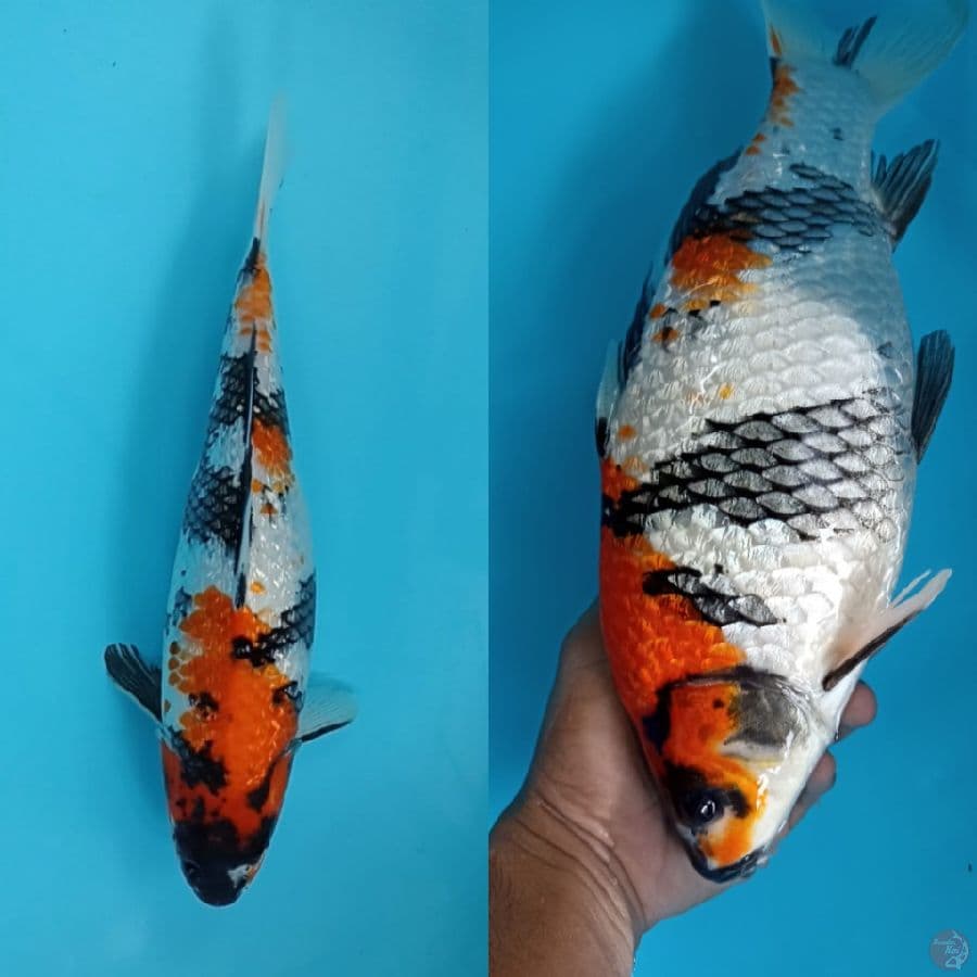 Showa Ginrin Body jos - 35cm