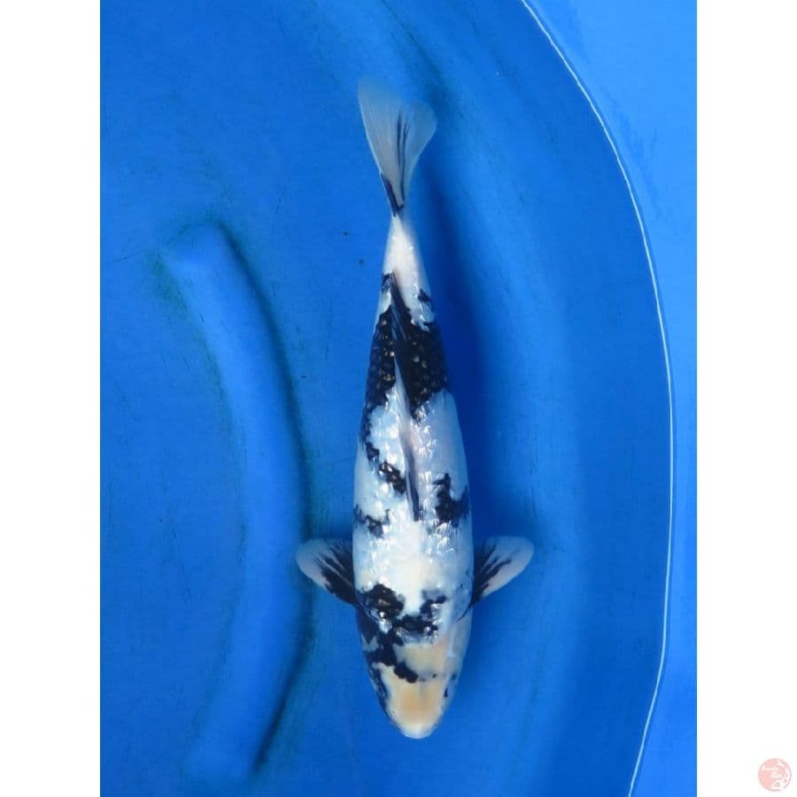 35cm , F1 Shiro Ginrin Bulky - Male