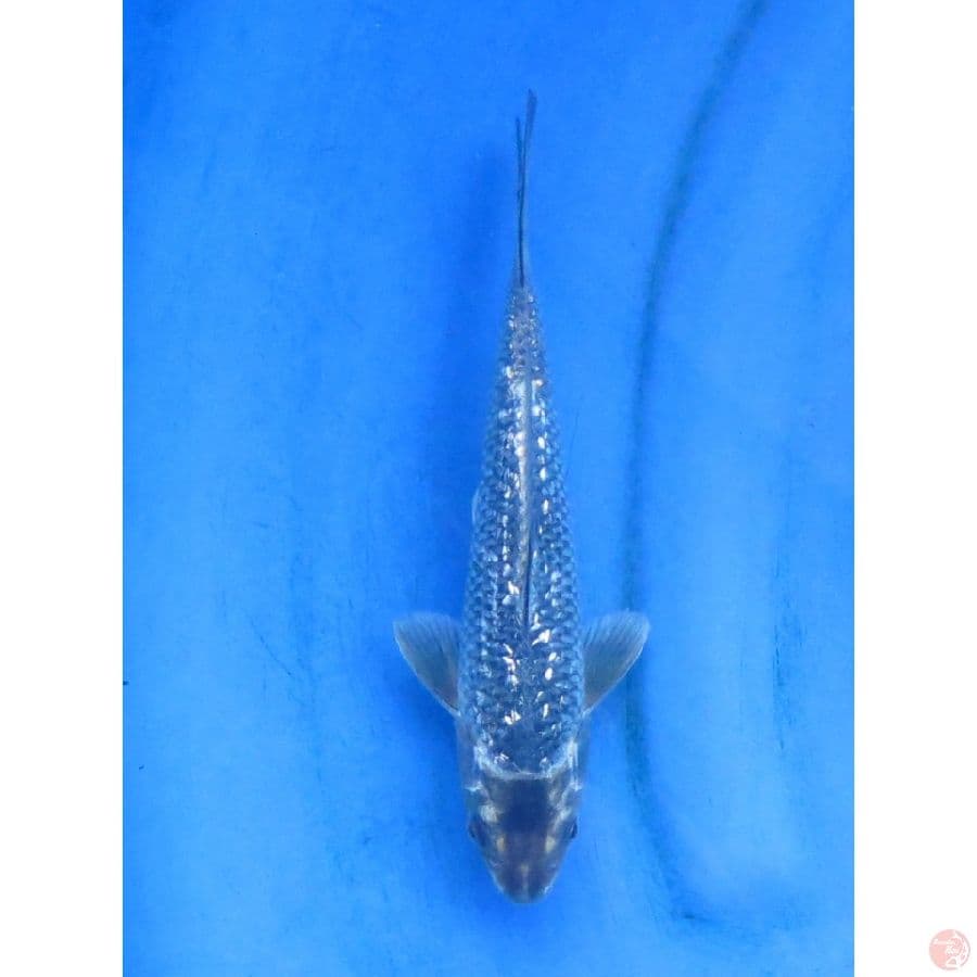 22cm , Black Diamond
