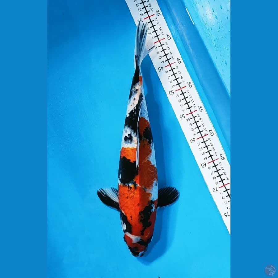 showa 42cm