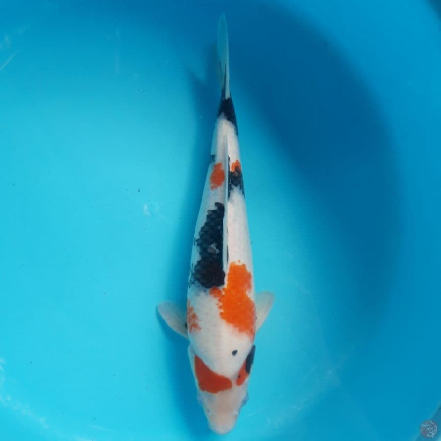 Showa Bulky Female 38cm