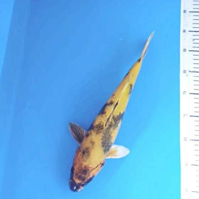 Kin ki utshuri jumbo 38cm