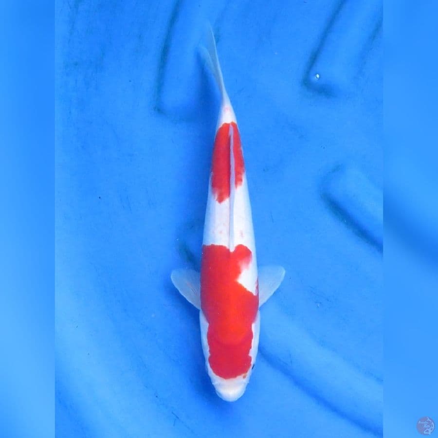 32cm - Nidan Kohaku
